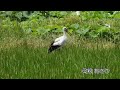 鳴門コウノトリ 2026/07/23 撮影 成長記録 徳島県鳴門市