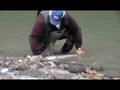 coho