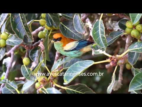 Saíra-preciosa - Cristiano Voitina