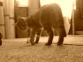 action cats