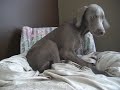 Weimaraner