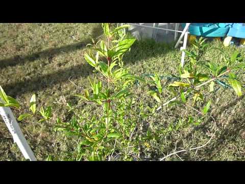 Tropical Fruit Trees - Wonderful Pomegranate - Part 1