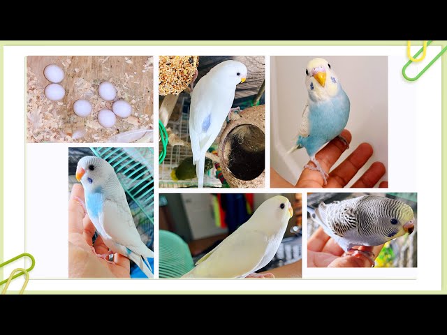 white- blue baby budgies need a lovely home/budgie  in Birds for Rehoming in Downtown-West End