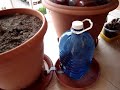my-irrigation-watering-diy-bottle-with-hole-for-plants.html