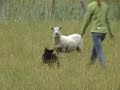 4 month old puppy, second time on sheep.