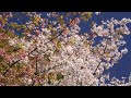 Kamakura Hanami