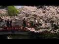 Kamakura-Hanami-cher