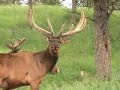 clips of bear country usa, south dakota