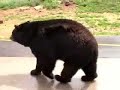 clips of bear country usa, south dakota