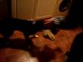 videos de MONKEY V DOG TAKE 2