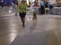 Great Danes - UKC Dog show - 30AUG08