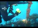 Miami Dive - Diving Teneco Towers
