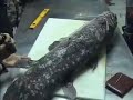 coelacanth autopsy showing fish with eggs.