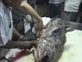 coelacanth autopsy showing fish with eggs.