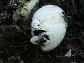 Kiawah Island Baby Alligator Hatching