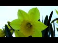 Spring - Panasonic PV-GS320 Sample Footage