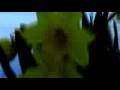 Spring - Panasonic PV-GS320 Sample Footage
