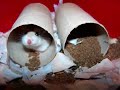 cutest hamsters
