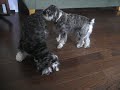 Schnauzers Mr. Buddy & Miss Sassafrass Play Laser Tag with the Laser Pointer Schnauzers Mr. Buddy & Miss Sassafrass Play Laser Tag with the Laser Pointer