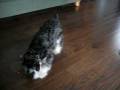 Schnauzers Mr. Buddy & Miss Sassafrass Play Laser Tag with the Laser Pointer
