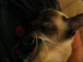 videos de Fly lice