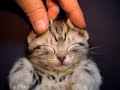 Sleeping Kitty