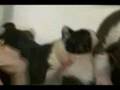Boston Puppies 