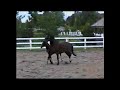 Faberge Jumping /Faberge Foals Faberge Jumping /Faberge Foals