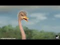 Pretty Bird