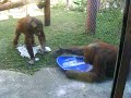 Orangutans drink their own pee