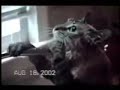 Funny Cats Funny Cats