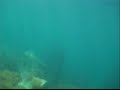 Diving Trefor Pier, North Wales 1 Diving Trefor Pier, North Wales 1