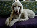 small poodle chewing big bone