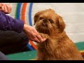 Dog Training / Easy Dog Tricks: High Five