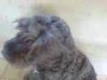 Boyero de Flandes video