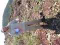 Bob Allen and Reginald Durant find Santiago Peak Phacelia