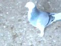 Mazedonische Drehtauben