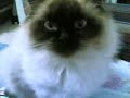 Himalayan Cat Cute and Funny :) Himalayan Cat Cute and Funny :)