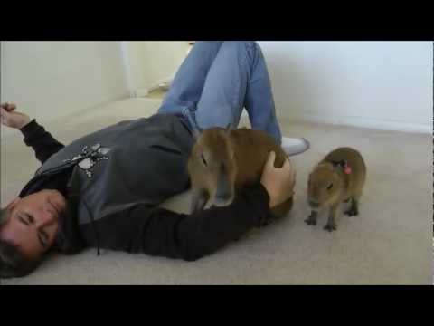 Training and Playing with Cute Pet Capybara ペットカピバラを訓練