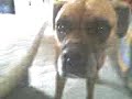 toulouse si rachel toulouse si rachel