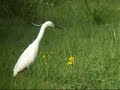 Kleine zilverreiger, Little Egret Kleine zilverreiger, Little Egret