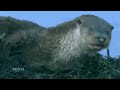 Otter - Lontra - Lutra lutra