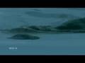 Otter - Lontra - Lutra lutra