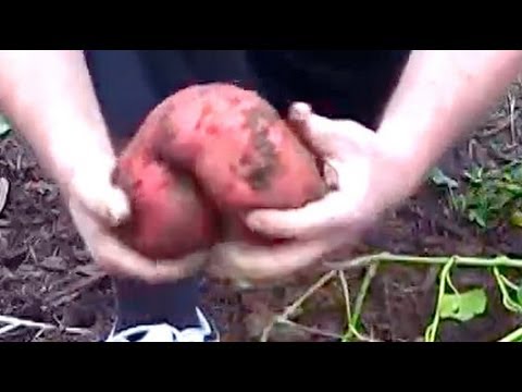 how to tell if potatoes are ready to harvest