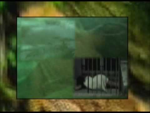 katsa.theo - Downormal zee