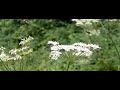 Bees on cow parsley