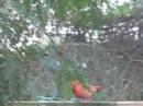cardinal at stonefield