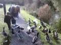 duck
