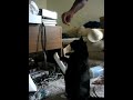 Chubba Wubba Does BEST CAT Tricks!!