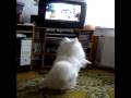 Japanese Spitz Jusuke 8 - TV